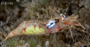 Pregnant shrimp. 60mm makro with +1 diopter. 2 x YS110@ s... by Rico Besserdich 